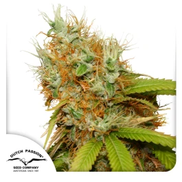 DP2832 - DUTCH PASSION - MAZAR FEM | 3 SEEDS