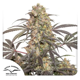DP8932 - DUTCH PASSION - PASSION FRUIT FEM | 3 SEEDS