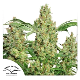 DP1401 - DUTCH PASSION - POWER PLANT REG | 10 SEEDS