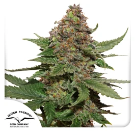 DP4432 - DUTCH PASSION - STRAWBERRY COUGH FEM | 3 SEEDS