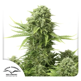 DP6572 - DUTCH PASSION - STAR RYDER AUTO FEM | 7 SEEDS - Available while stocks last