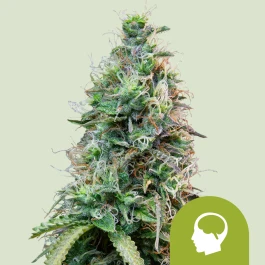 RQSAUT10012 - ROYAL QUEEN SEEDS - AMNESIA HAZE AUTO FEM | 10 SEEDS