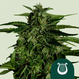 RQSF1AUT001072 - ROYAL QUEEN SEEDS - APOLLO F1 AUTOFLOWERING | 1 SEED