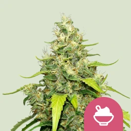 RQSFEM003065 - ROYAL QUEEN SEEDS - BLUE ICE CREAM FEM (USA PREMIUM) | 3 SEEDS