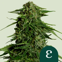 RQSF1AUT003070 - ROYAL QUEEN SEEDS - EPSILON F1 AUTOFLOWERING | 3 SEEDS