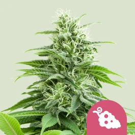 RQSFEM10003 - ROYAL QUEEN SEEDS - FRUIT SPIRIT FEM | 10 SEEDS