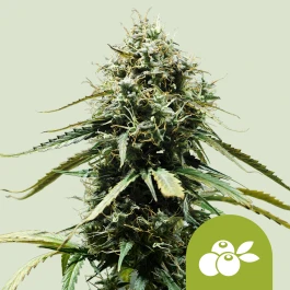 RQSAUT05051 - ROYAL QUEEN SEEDS - HAZE BERRY AUTOMATIC FEM | 5 SEEDS
