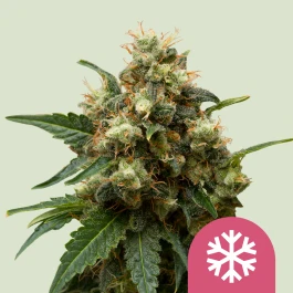 RQSFEM05001 - ROYAL QUEEN SEEDS - ICE FEM | 5 SEEDS