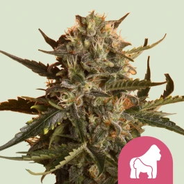 RQSFEM01030 - ROYAL QUEEN SEEDS - MOTHER GORILLA FEM | 1 SEED