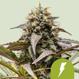 RQSAUT005059 - ROYAL QUEEN SEEDS - NORTH THUNDERFUCK AUTOMATIC FEM (USA PREMIUM) | 5 SEEDS