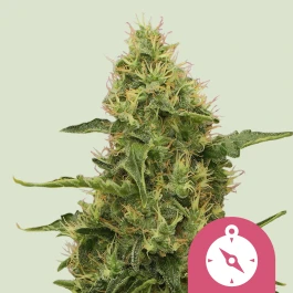 RQSFEM100008 - ROYAL QUEEN SEEDS - NORTHERN LIGHT FEM | 100 SEEDS