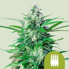 RQSAUT05008 - ROYAL QUEEN SEEDS - ROYAL AK AUTOMATIC FEM | 5 SEEDS
