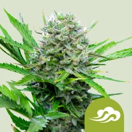RQSAUT03009 - ROYAL QUEEN SEEDS - ROYAL BLUEMATIC AUTO FEM | 3 SEEDS