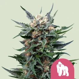 RQSFEM05036 - ROYAL QUEEN SEEDS - ROYAL GORILLA FEM (USA PREMIUM) | 5 SEEDS