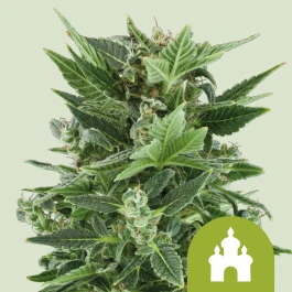 RQSAUT05004 - ROYAL QUEEN SEEDS - ROYAL KUSH AUTOMATIC FEM | 5 SEEDS