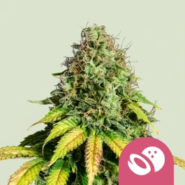 RQSFEM05027 - ROYAL QUEEN SEEDS - SOMANGO XL FEM | 5 SEEDS