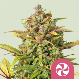 RQSFEM03042 - ROYAL QUEEN SEEDS - SWEET ZZ FEM (USA PREMIUM) | 3 SEEDS