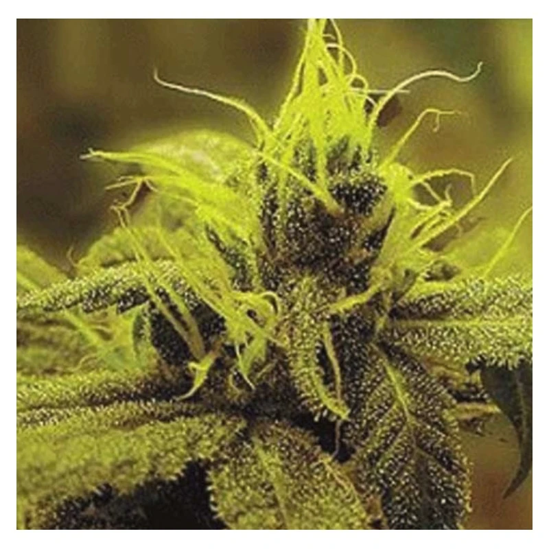 SGRMA1H005 - SAGARMATHA SEEDS - A-1 HAZE FEM | 5 SEEDS