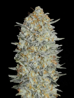 ADVSG33A0003 - ADVANCED SEEDS - AUTO ICE CREAM #33 FEM | 3 SEEDS