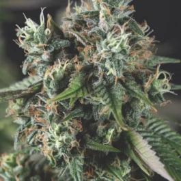 PYRSDSDA0005 - PYRAMID SEEDS - AUTO DO-SI-DOS FEM | 5 SEEDS