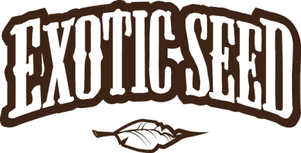 EXOTIC SEED - SPICY BITCH FEM | 3 SEEDS
