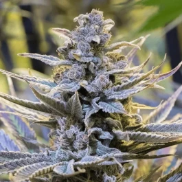 SILS005F05 - SILENT SEEDS - COOKIELATO FEM | 5 SEEDS