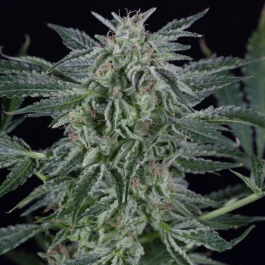 SILS014AF10 - SILENT SEEDS - CRITICAL JACK AUTO FEM | 10 SEEDS