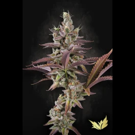 PS0542 - PARADISE SEEDS - APRICOT CANDY FEM | 5 SEEDS