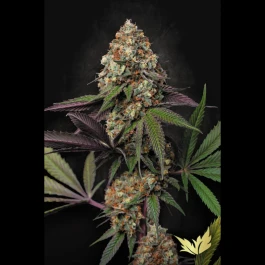 PS0554 - PARADISE SEEDS - CARAMBA FEM | 5 SEEDS