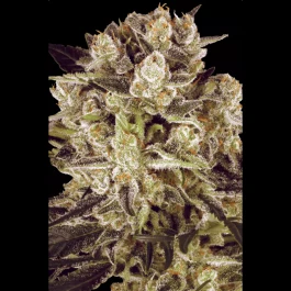 PS0431 - PARADISE SEEDS - DURGA MATA II CBD FEM | 5 SEEDS