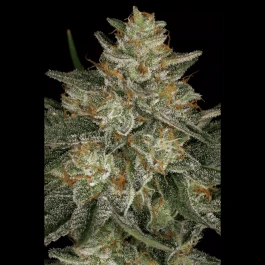 PS0433 - PARADISE SEEDS - DUTCH KUSH FEM | 5 SEEDS