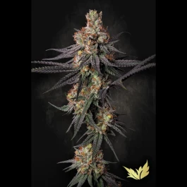 PS0555 - PARADISE SEEDS - GULUPA FEM | 5 SEEDS