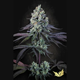 PS0351 - PARADISE SEEDS - PURPLE MINTS FEM | 3 SEEDS