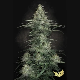 PS0502 - PARADISE SEEDS - SENSI STAR FEM | 3 SEEDS