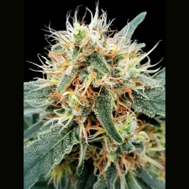 PS0547 - PARADISE SEEDS - STROMBOLI AUTO FEM | 5 SEEDS