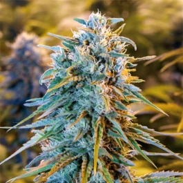 HS026F010 - HUMBOLDT SEED ORGANISATION - BLUE DREAM FEM | 10 SEEDS