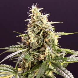HS011AF0005 - HUMBOLDT SEED ORGANISATION - CHEM BOMB AUTO FEM | 5 SEEDS