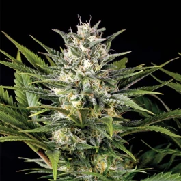 HS023F010 - HUMBOLDT SEED ORGANISATION - PINEAPPLE SKUNK FEM | 10 SEEDS
