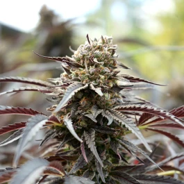 HS010FF0003 - HUMBOLDT SEED ORGANISATION - WHITE RUNTZ FAST FLOWERING FEM | 3 SEEDS