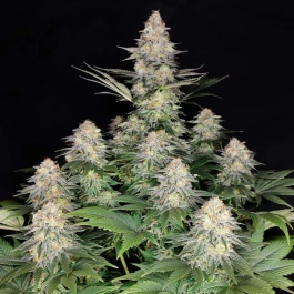 BSBKF3 - BUDDHA SEEDS - KRAKEN FEM | 3 SEEDS