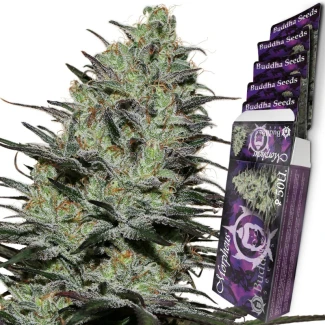 BSBMPH10 - BUDDHA SEEDS - MORPHEUS FEM | BLISTER 1x10 SEEDS