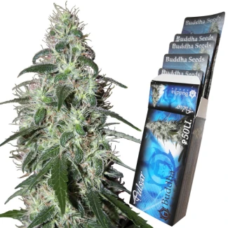 BSPUL10F - BUDDHA SEEDS - PULSAR FEM | BLISTER 1x10 SEEDS