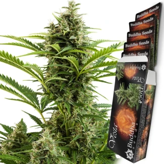 BSBVF10 - BUDDHA SEEDS - VESTA AUTO FEM | BLISTER 1x10 SEEDS