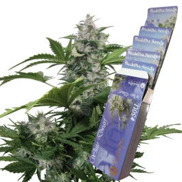 IWD10F - BUDDHA SEEDS - WHITE DWARF AUTO FEM | BLISTER 1x10 SEEDS