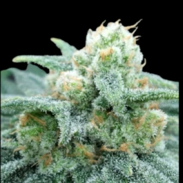 GRTFONE003-005 - GRATEFUL SEEDS - ELECTRIC KOOLAID FEM (ONE SHOT EDITION) | 5 SEEDS