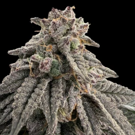 GRTFONE006-005 - GRATEFUL SEEDS - MEAT GRINDER FEM (ONE SHOT EDITION) | 5 SEEDS