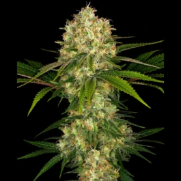 SS1560522 - SENSI SEEDS BANK - AFGHANI #1 FEM | 5 SEEDS