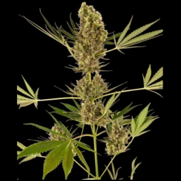 SS1560328 - SENSI SEEDS BANK - ALPINE DELIGHT CBD AUTO FEM | 3 SEEDS