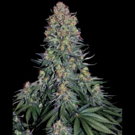 SS1560333 - SENSI SEEDS BANK - BLUE SKUNK FEM | 3 SEEDS