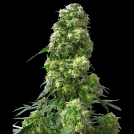 SS1562508 - SENSI SEEDS BANK - EARLY SKUNK FEM | 25 SEEDS